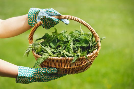 Freshly Picked Nettle. Woman holding a basket of fresh stinging nettles with garden gloves, selective focus