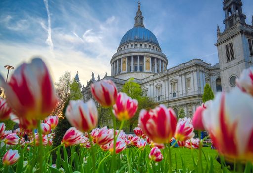 St. Paul's Cathedral in Central London, England, UK surrounded by tulips.