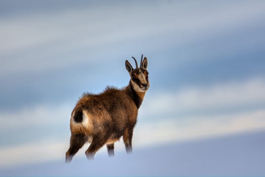 Chamois in the snow on the peaks of the National Park Picos de Europa in Spain. Rebeco,Rupicapra rupicapra.