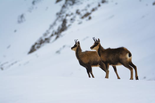 Chamois in the snow on the peaks of the National Park Picos de Europa in Spain. Rebeco,Rupicapra rupicapra.