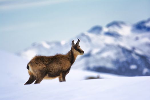 Chamois in the snow on the peaks of the National Park Picos de Europa in Spain. Rebeco,Rupicapra rupicapra.