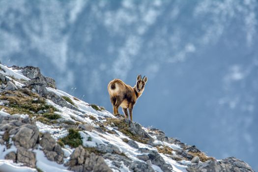 Chamois in the snow on the peaks of the National Park Picos de Europa in Spain. Rebeco,Rupicapra rupicapra.