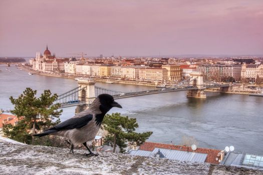 View Chain bridge over Danube river, Budapest city, Hungary. Hooded crow on the wall