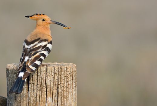 Eurasian Hoopoe or Upupa epops, beautiful brown bird perching on log waiting to feed its chicks with brown background.