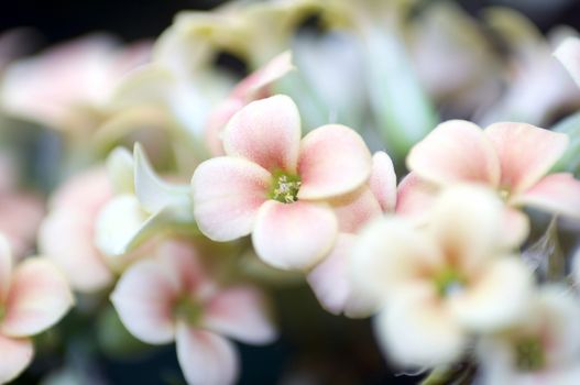  Kalanchoe