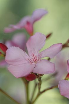 Oleander