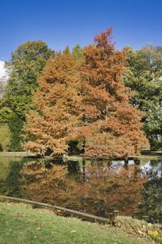 a brown golden tree in the indian summer with blue sky