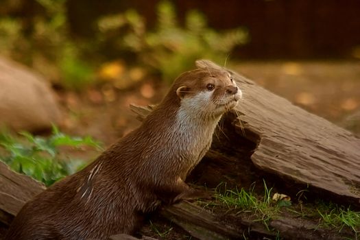 small clawed otter in naure - close-up