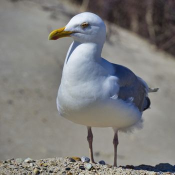 Single european herring gull on heligoland - island Dune - North beach - Larus argentatus