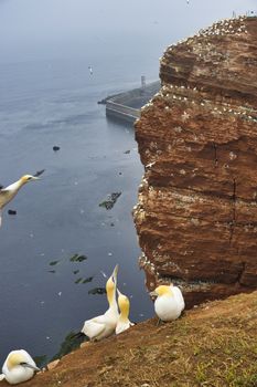 colony of northern garnet on the red Rock - Heligoland island