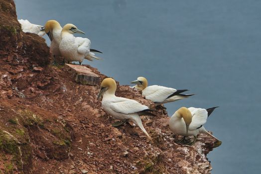 colony of northern garnet on the red Rock - Heligoland island