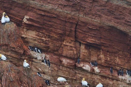 common murre colony - common guillemot on the red Rock in the northsea - Heligoland - Germany -Uria aalge