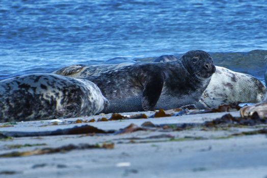 Wijd Grey seal on the north beach of Heligoland - island Dune i- Northsea - Germany