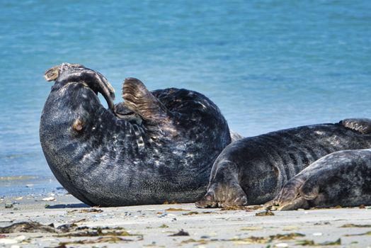 Wijd Grey seal on the north beach of Heligoland - island Dune i- Northsea - Germany