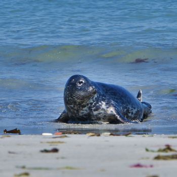 Wijd Grey seal on the north beach of Heligoland - island Dune i- Northsea - Germany