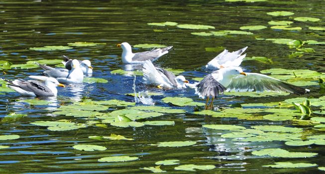 Group ofeuropean herring gull on heligoland - island Dune - cleaning feather in sweet water pond - Larus argentatus