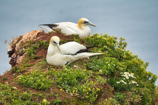 couple of northern garnet on the red Rock - Heligoland island