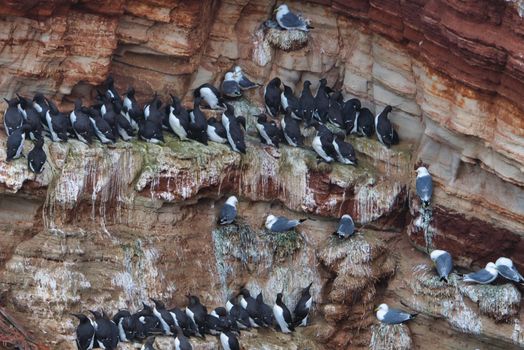 common murre colony - common guillemot on the red Rock in the northsea - Heligoland - Germany -Uria aalge