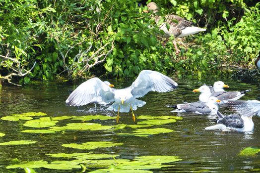 Group ofeuropean herring gull on heligoland - island Dune - cleaning feather in sweet water pond - Larus argentatus