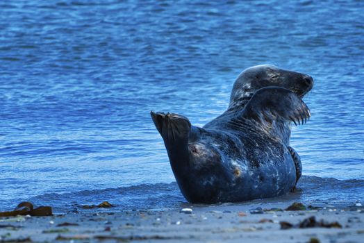 Wijd Grey seal on the north beach of Heligoland - island Dune i- Northsea - Germany