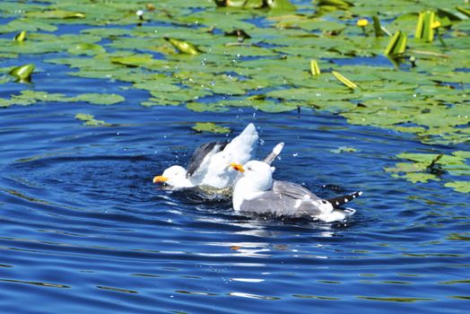 Group ofeuropean herring gull on heligoland - island Dune - cleaning feather in sweet water pond - Larus argentatus