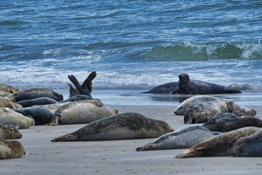 Wijd Grey seal on the north beach of Heligoland - island Dune i- Northsea - Germany