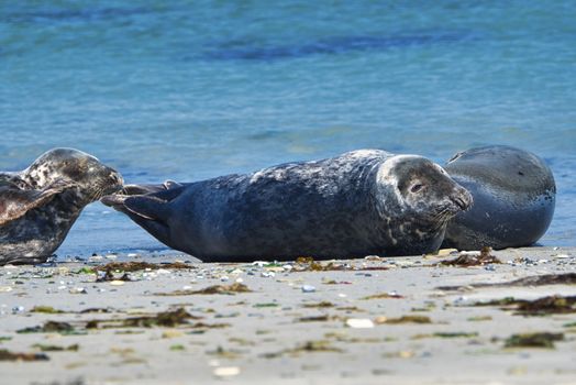 Wijd Grey seal on the north beach of Heligoland - island Dune i- Northsea - Germany