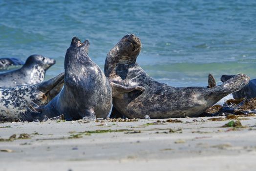 Wijd Grey seal on the north beach of Heligoland - island Dune i- Northsea - Germany