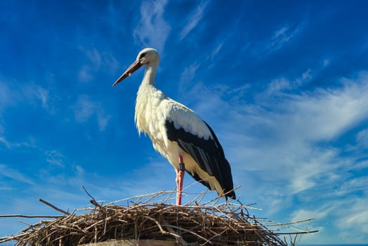 white stork in front of blue sky on nest