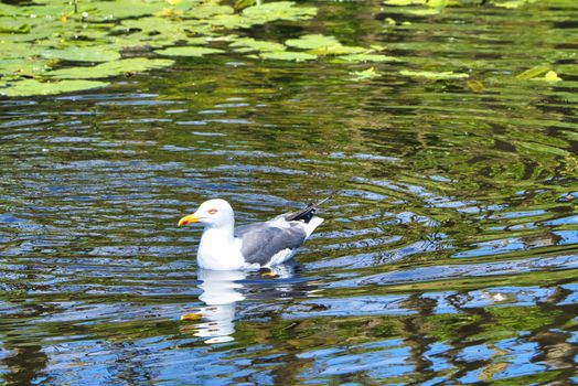 Group ofeuropean herring gull on heligoland - island Dune - cleaning feather in sweet water pond - Larus argentatus