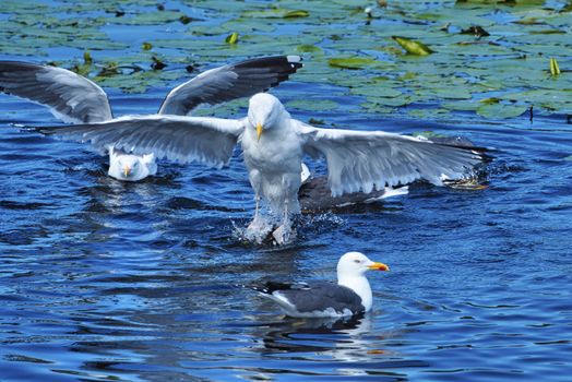 Group ofeuropean herring gull on heligoland - island Dune - cleaning feather in sweet water pond - Larus argentatus