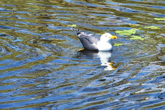 Group ofeuropean herring gull on heligoland - island Dune - cleaning feather in sweet water pond - Larus argentatus