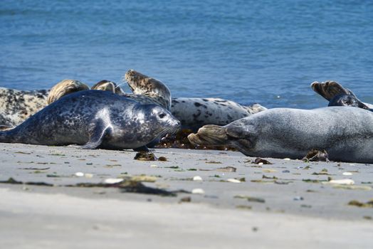 Wijd Grey seal on the north beach of Heligoland - island Dune i- Northsea - Germany