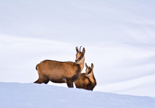 Chamois in the snow on the peaks of the National Park Picos de Europa in Spain. Rebeco,Rupicapra rupicapra.