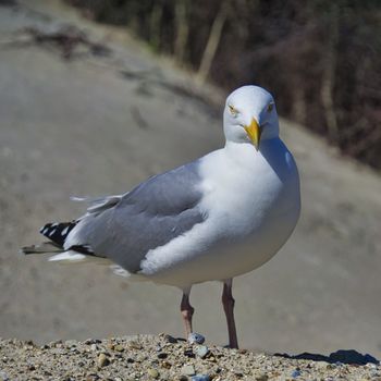 Single european herring gull on heligoland - island Dune - North beach - Larus argentatus