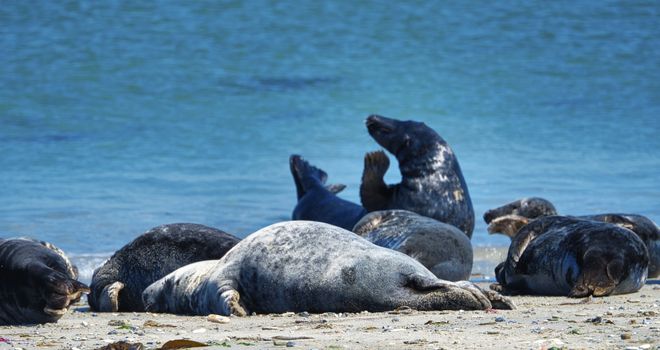 Wijd Grey seal on the north beach of Heligoland - island Dune i- Northsea - Germany