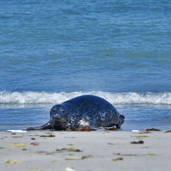 Wijd Grey seal on the north beach of Heligoland - island Dune i- Northsea - Germany