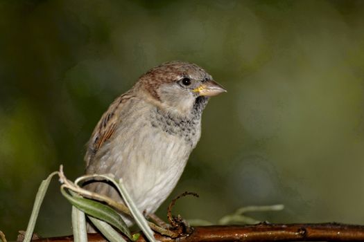 Sparrow