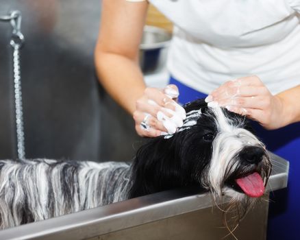 Bath Time. Woman soaping Tibetan terrier dog and washing it with shower in stainless steel bathtub, selective focus