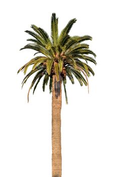 One palm tree isolated on white background