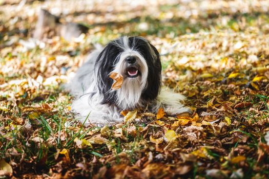 Tibetan terrier dog playing in a bed of leaves and  looking at the camera.Autumn season.  Selective focus, copy space