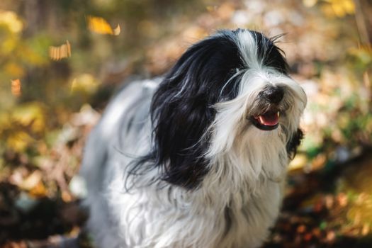 Smiling Dog. Tibetan terrier dog standing  in the forest with a bunch of fallen leaves surrounding him. Selective focus, copy space