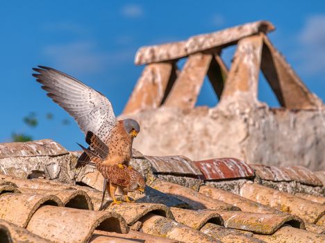 Male and female of Lesser kestrel copulating.