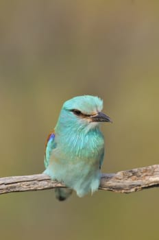 European roller perched on a branch with unfocused background.