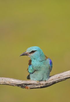 European roller perched on a branch with unfocused background.