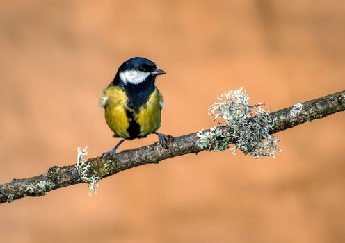 Great tit, Parus major on ocher background.