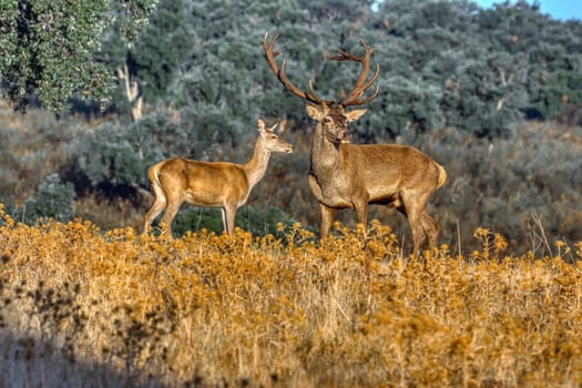 Portrait of majestic powerful adult red deer stag in autumn meadow.