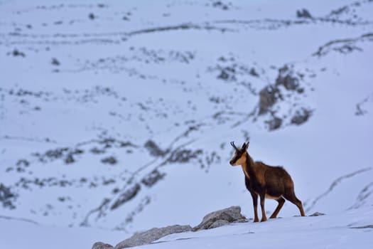 Chamois in the snow on the peaks of the National Park Picos de Europa in Spain. Rebeco,Rupicapra rupicapra.