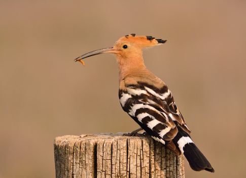 Eurasian Hoopoe or Upupa epops, beautiful brown bird perching on log waiting to feed its chicks with brown background.