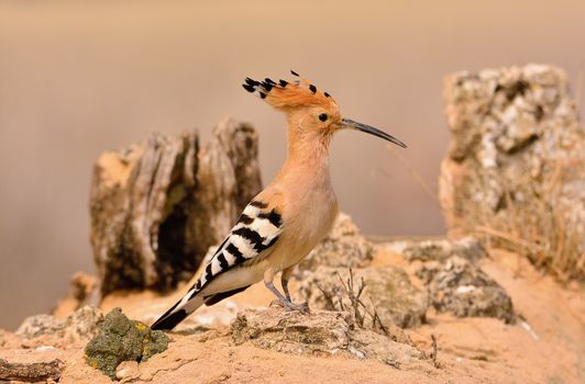 Eurasian Hoopoe or Upupa epops, beautiful brown bird perching on ground waiting to feed its chicks with brown background.